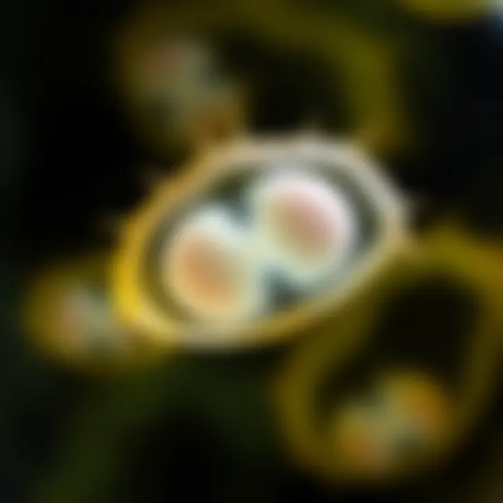 Microscopic view of an amoeba dividing into two identical cells during reproduction