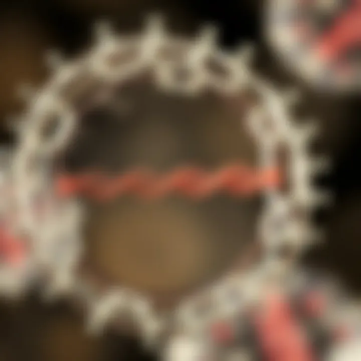 Diagram showing binary fission stages in a single-celled organism including DNA replication and cell division